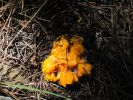 PICTURES/Woods Canyon Lake/t_Yellow Blob Shroom1.jpg